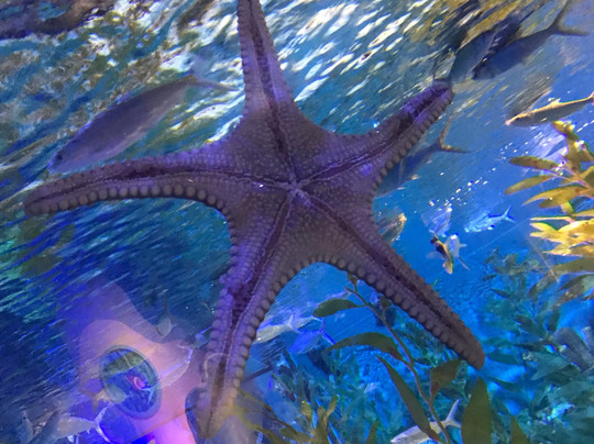 海昌极地海洋世界景区-成都必去景点