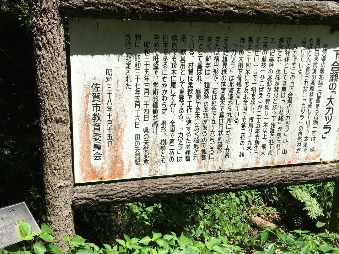 Shimoose no Daikatsura-佐贺市必去景点