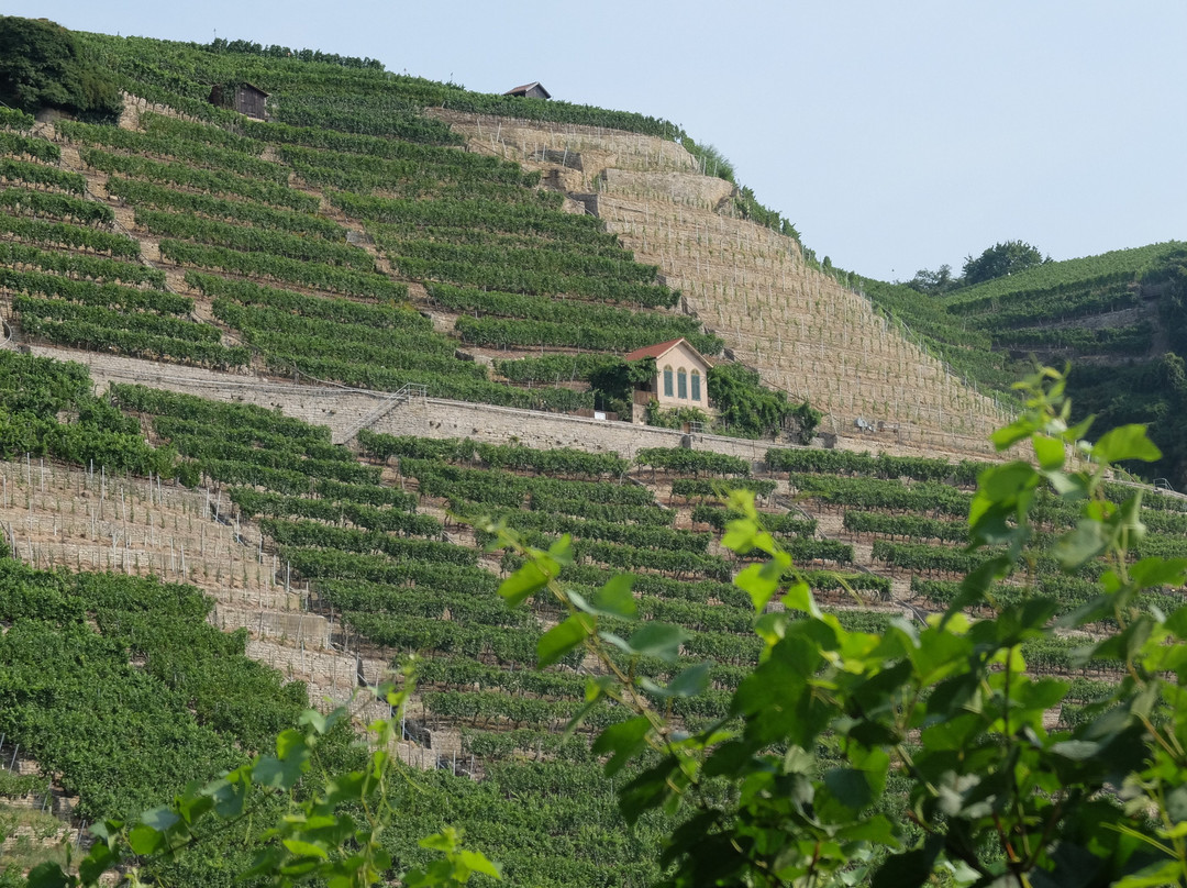 Zur Neckarschleife bei Hessigheim景点图片