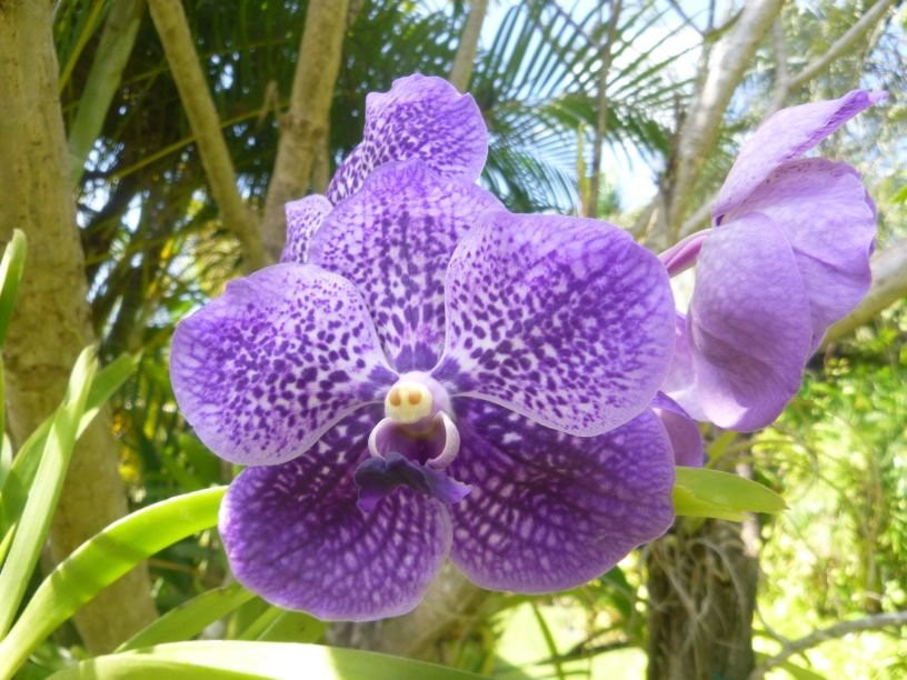 Jenny's Orchid Garden景点图片
