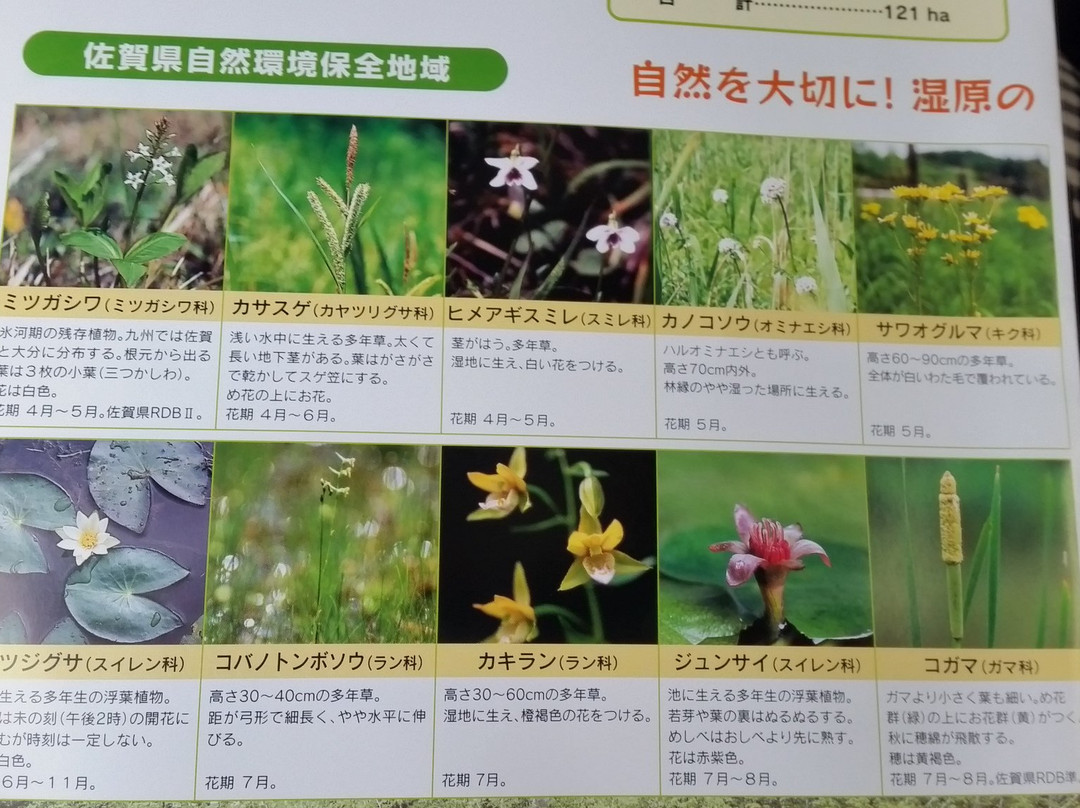 Kashibaru Bog-唐津市必去景点