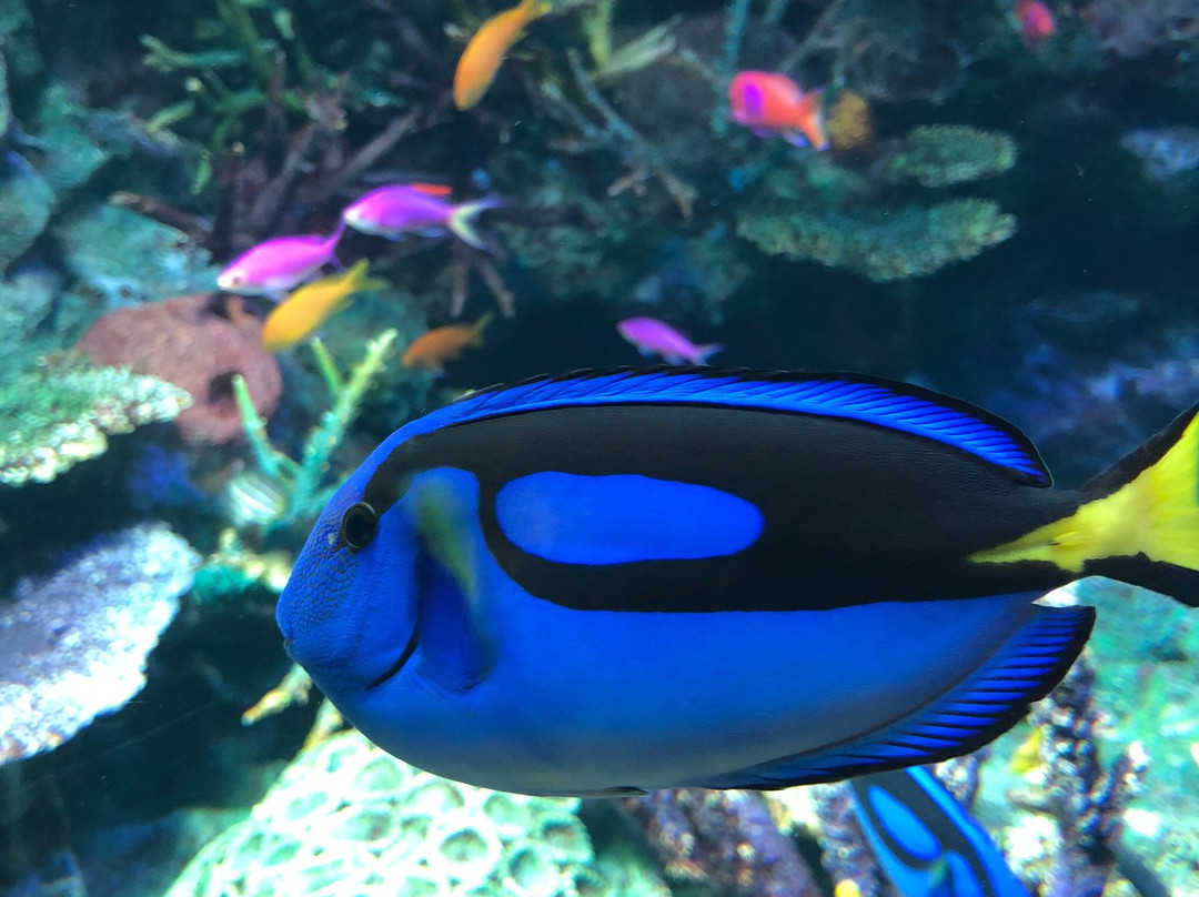 阳光水族馆景点图片