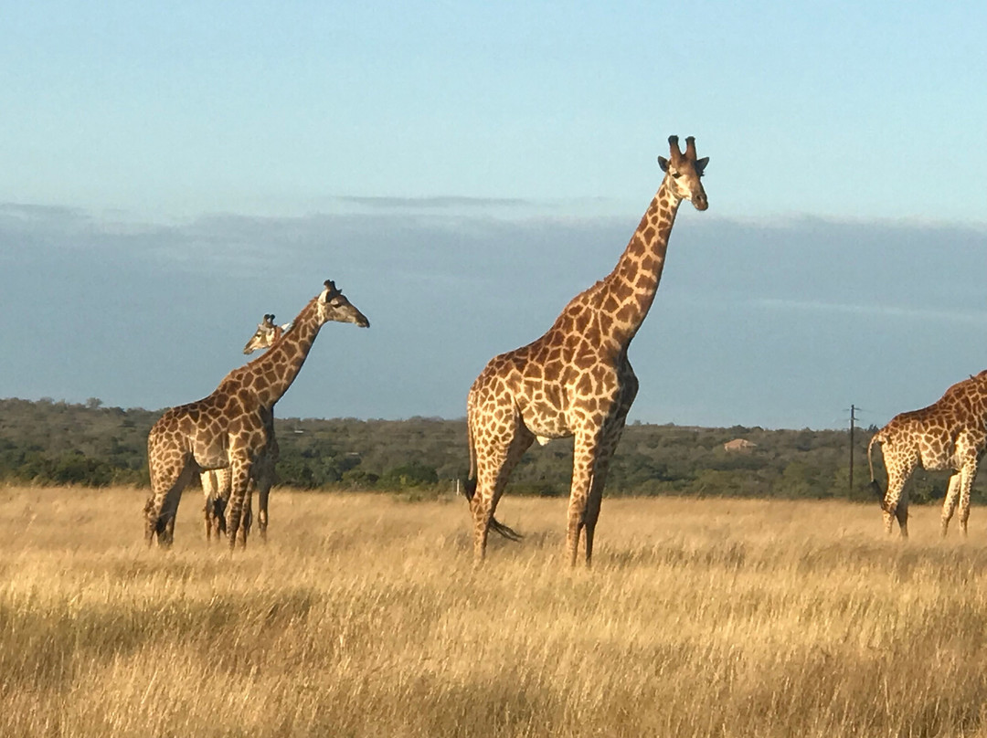 Mjejane Game Reserve旅游攻略图片