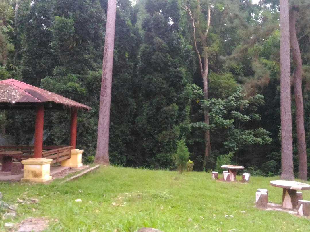 Coniferous Forest-武吉丁宜高原必去景点