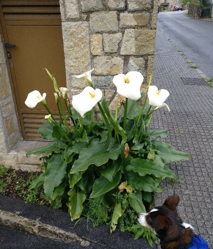 Camino Real Casas Rurales En Asturias