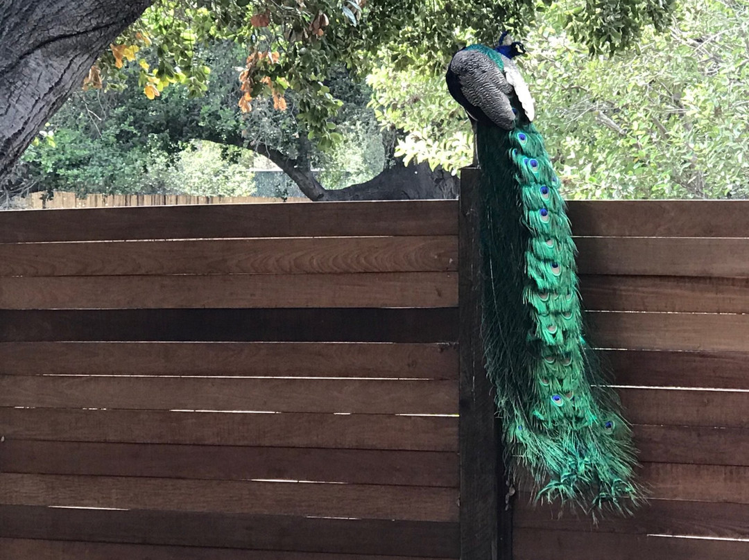Orange County Zoo-橘子郡必去景点