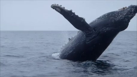 John and Mike's Excellent Adventures-荷马必去景点