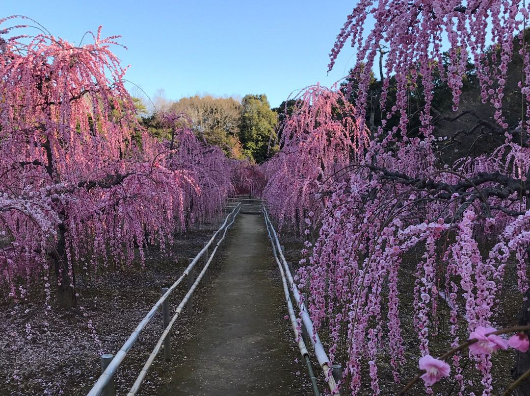 Sugawara Shrine景点图片