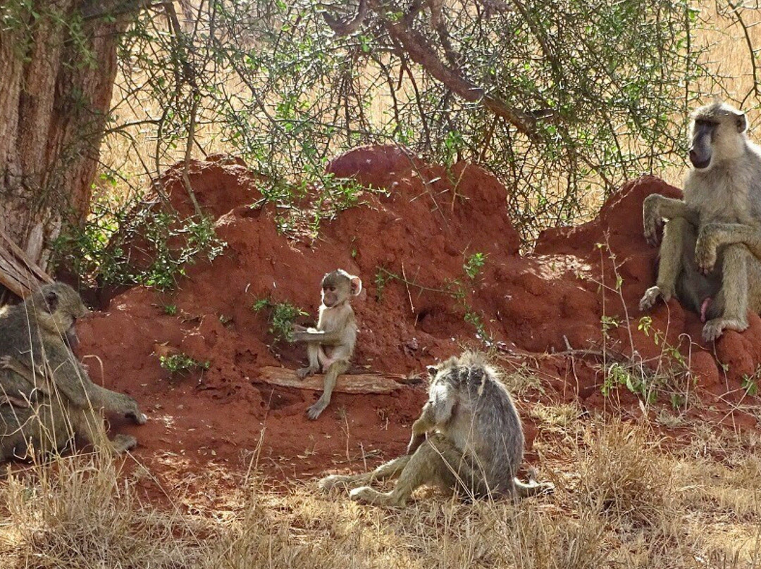 Taita Hills Wildlife Sanctuary景点图片