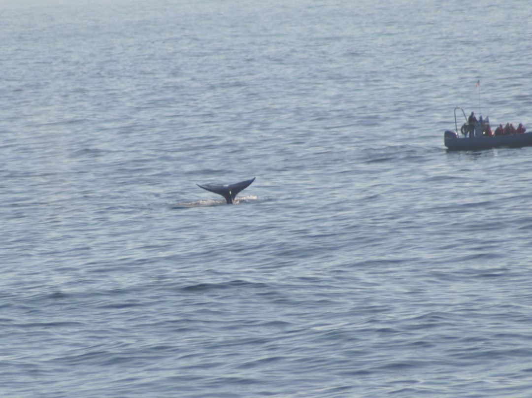 Whale Park-Depoe Bay必去景点