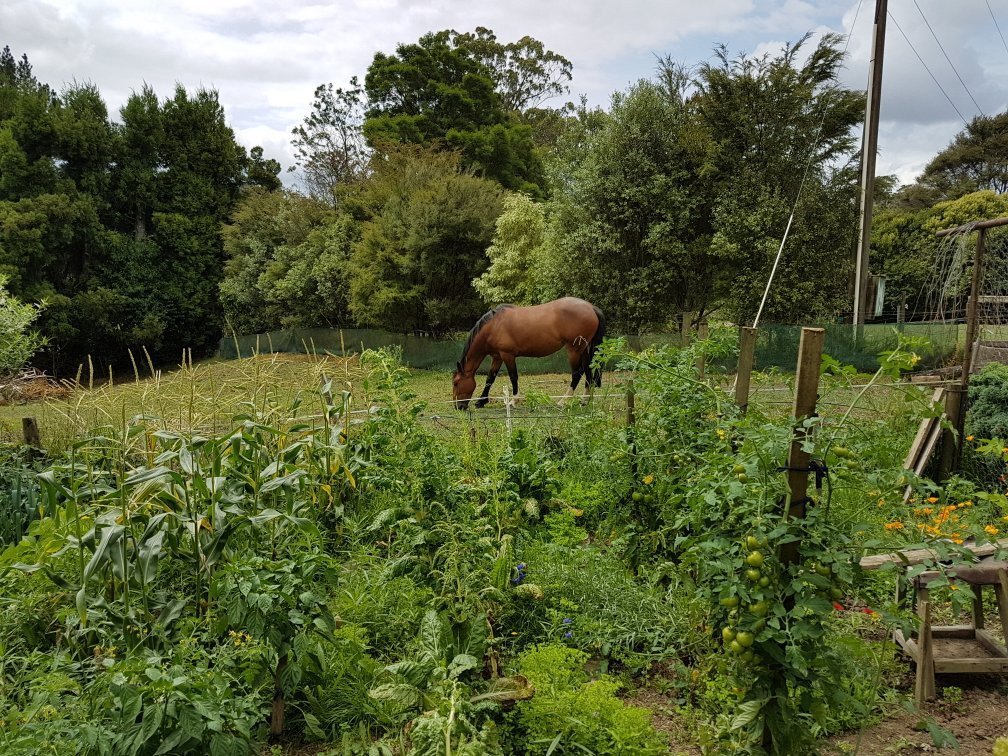 Rangihau Ranch-Coroglen必去景点