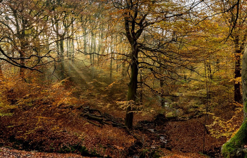 Judy Woods-Wyke必去景点