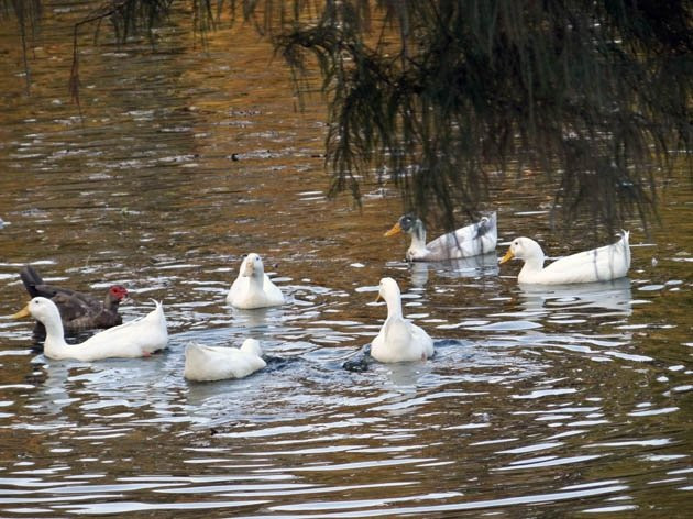 Duck Pond-什里夫波特必去景点