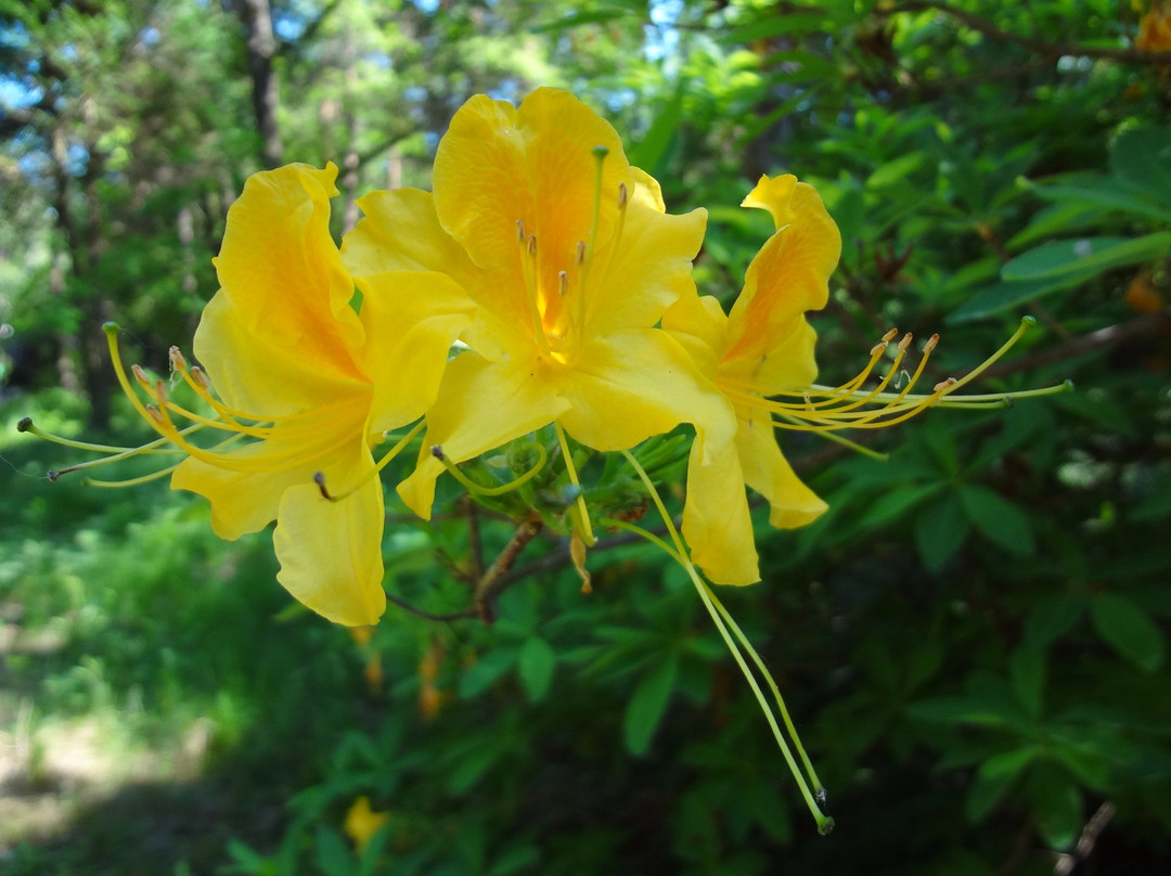 Jeli Arboretum-Kam必去景点