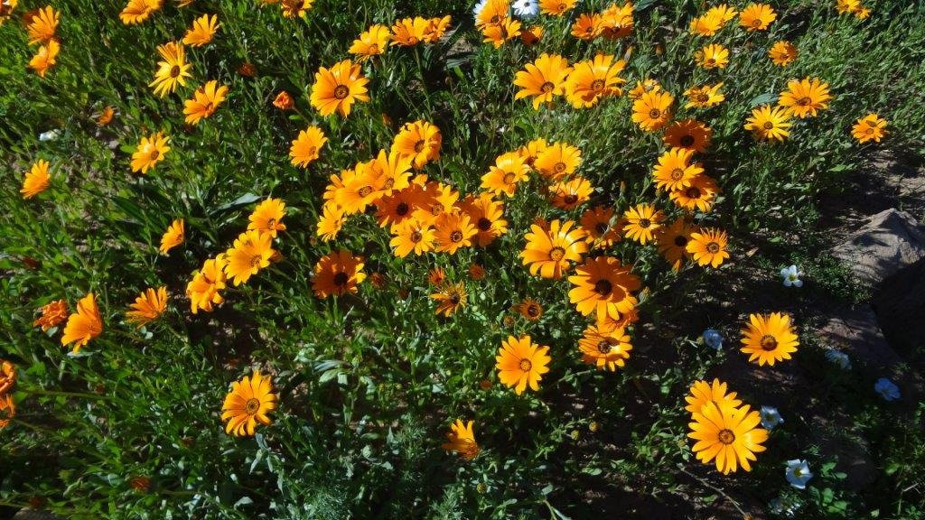 Ramskop Nature Reserve-克兰威廉必去景点