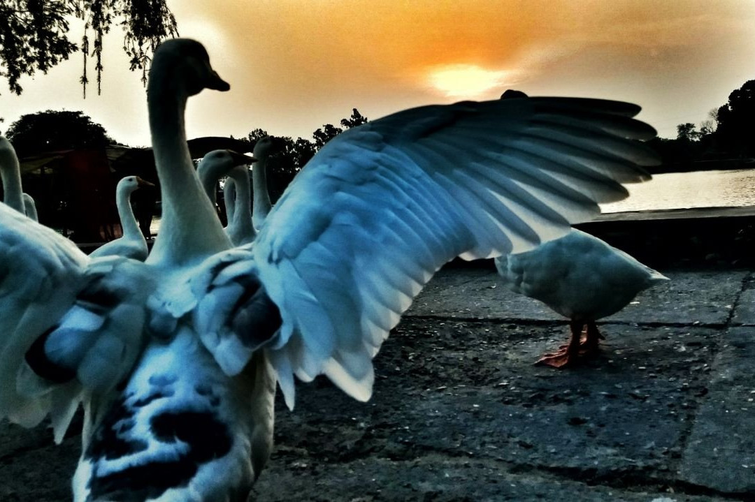 Karnal Lake-Karnal必去景点