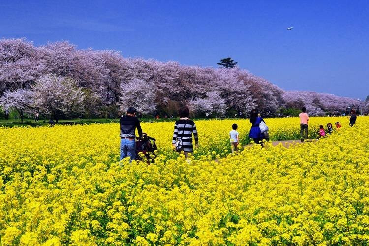 Satte Cherry Blossom Matsui景点图片