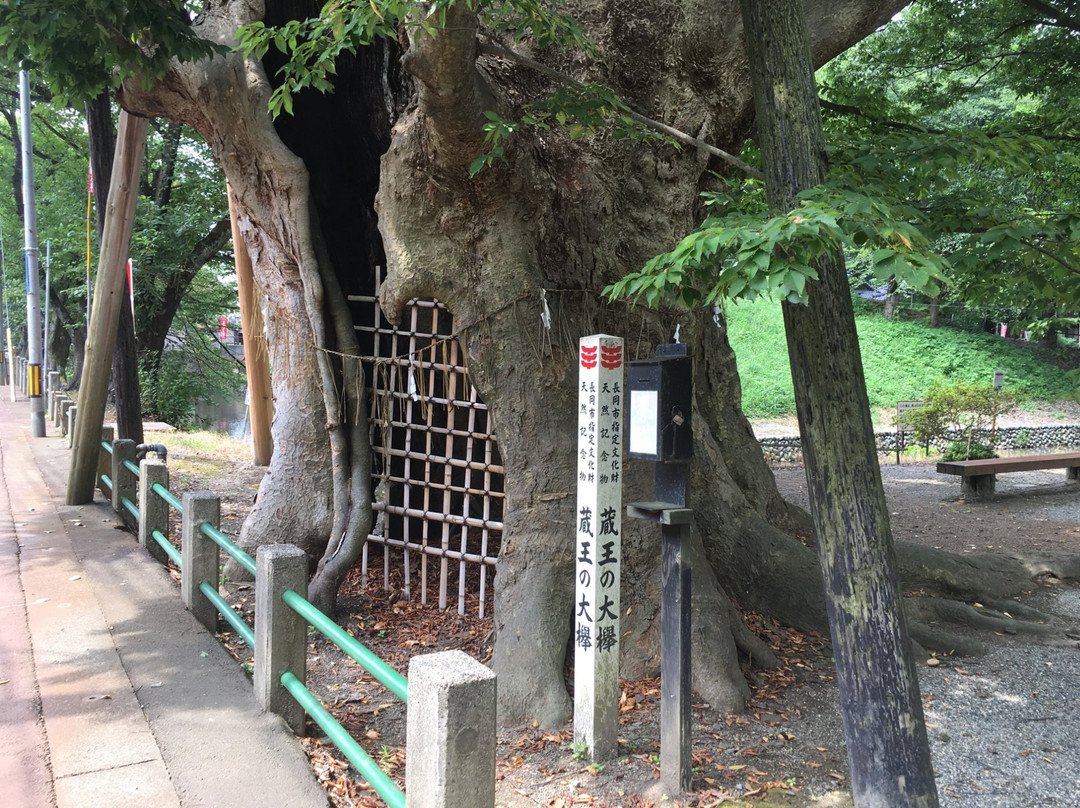 Japanese Zelkova of Zao景点图片