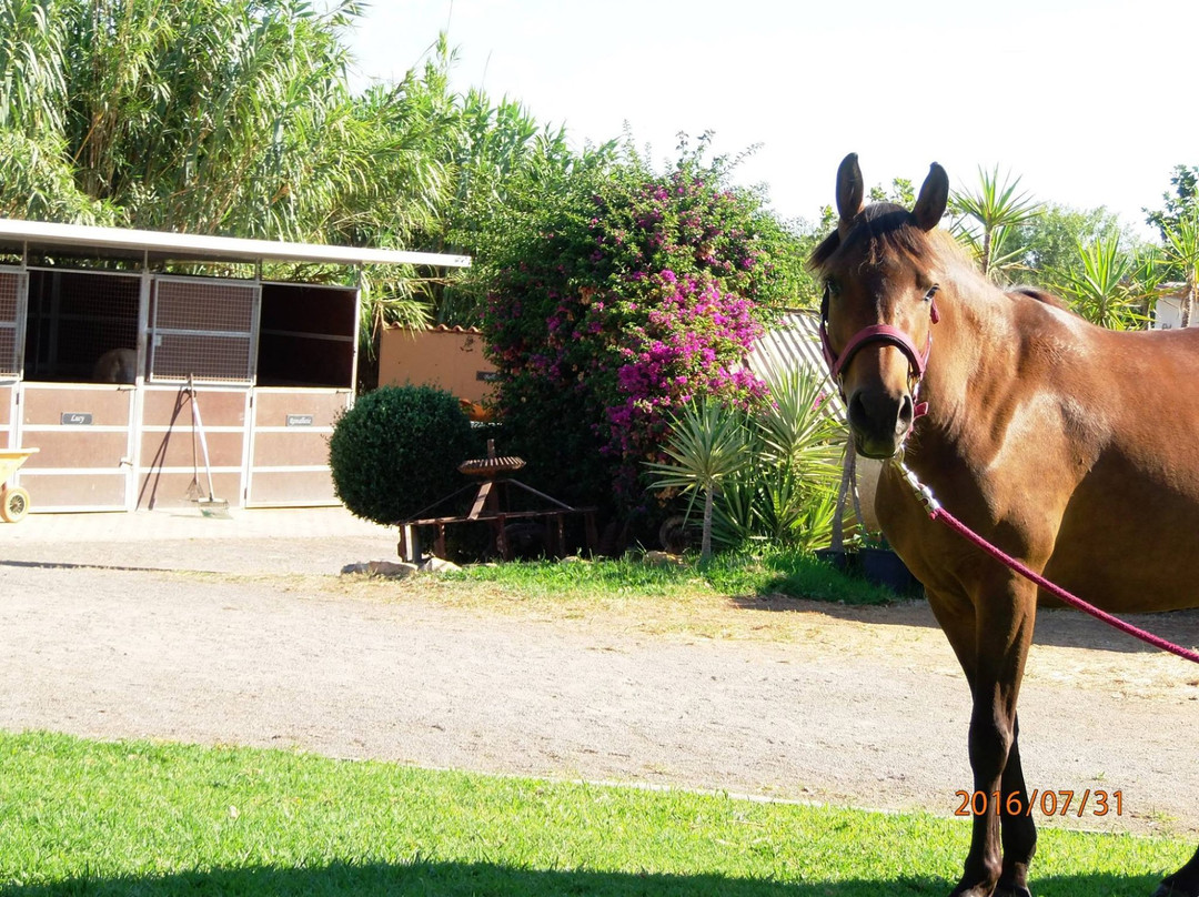 Tavira Horse Riding Quinta Beldade Stables-塔维拉必去景点