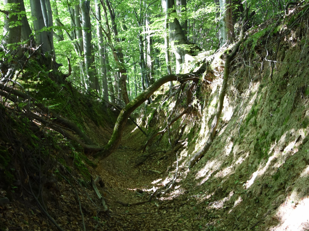 Suchedniowsko-Oblegorski Landscape Park景点图片