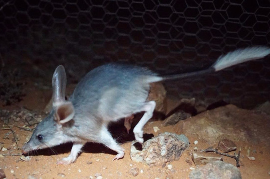 Arid Recovery-Roxby Downs必去景点