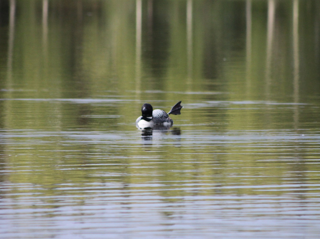 The Whispering Moose Bed and Breakfast主图