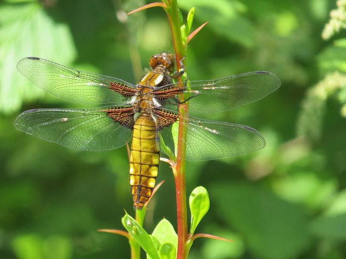 Moors Meadow Gardens景点图片