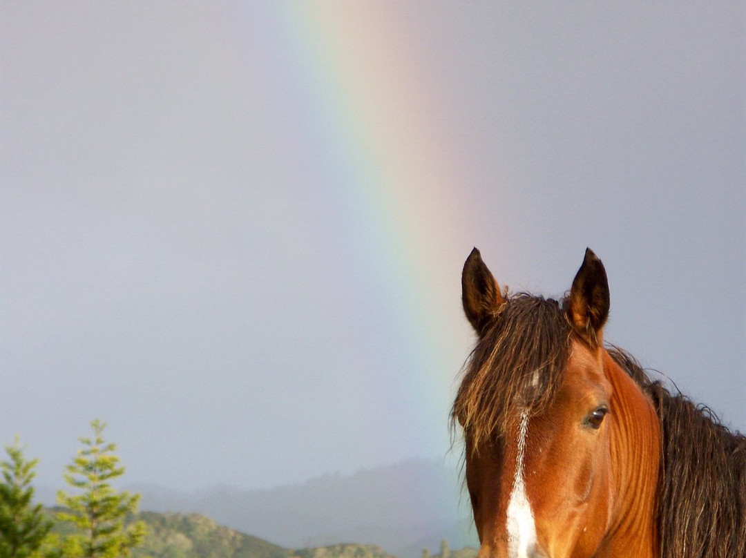 Horses @Pukatea Hill景点图片