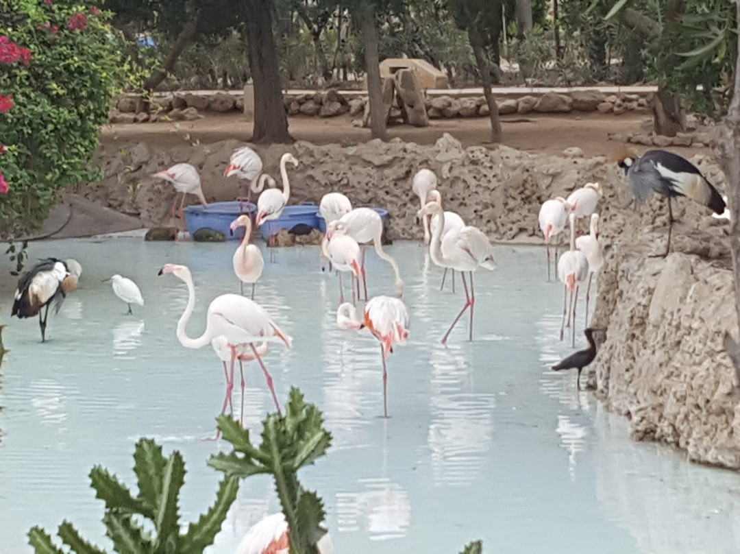 Kish Dolphin Park景点图片