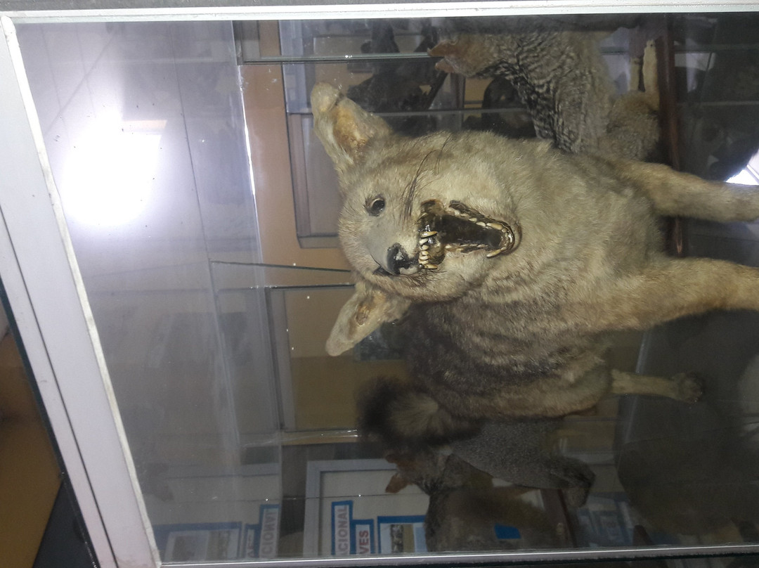 Museum of Zoology-特鲁希略必去景点