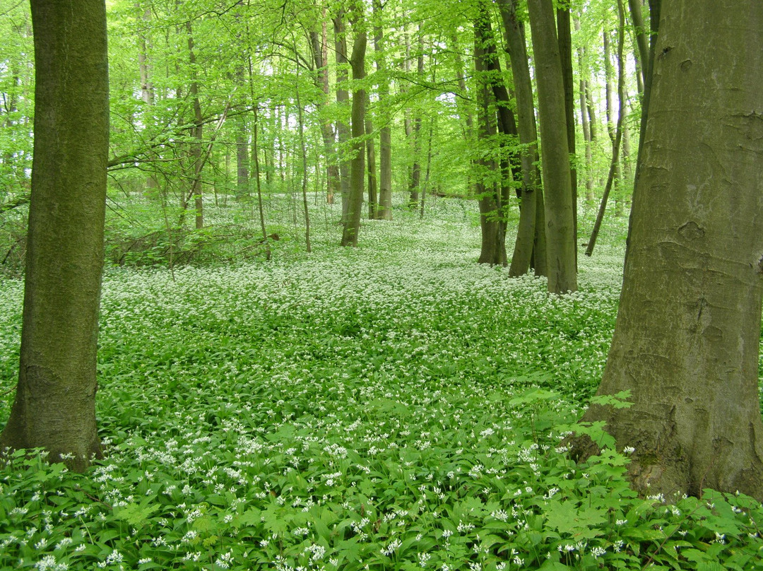 Gradowe Zbocze Nature Reserve-Recz必去景点