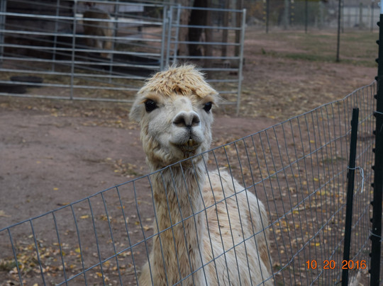 Thunder River Alpacas-Dillsburg必去景点