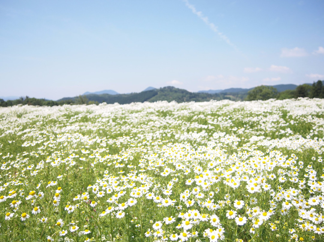 Menard Aoyama Resort Herb Garden景点图片