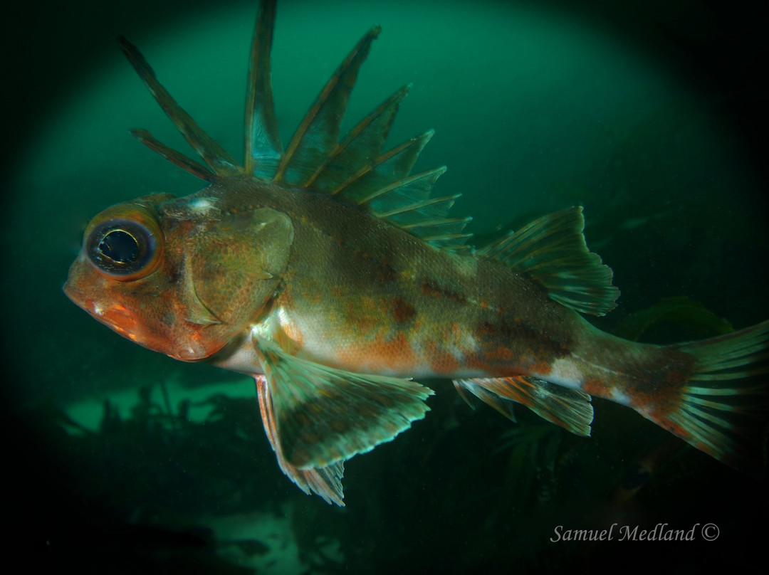 Bicheno Dive Centre景点图片