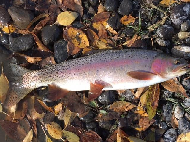 Yellowstone Country Cabins主图