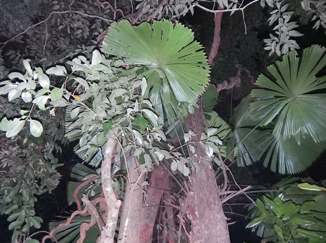Jungle Adventures Night Walk-Cape Tribulation必去景点