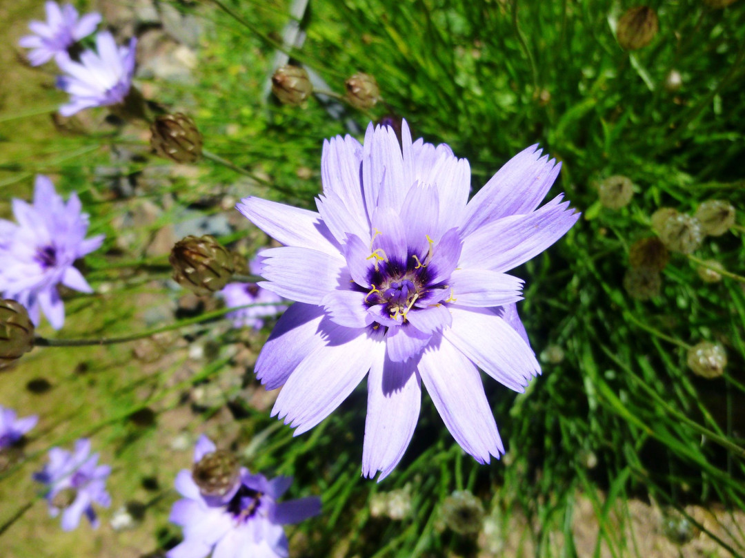 Parc Natural de la Vall de Sorteny-La Pobla de Massaluca必去景点