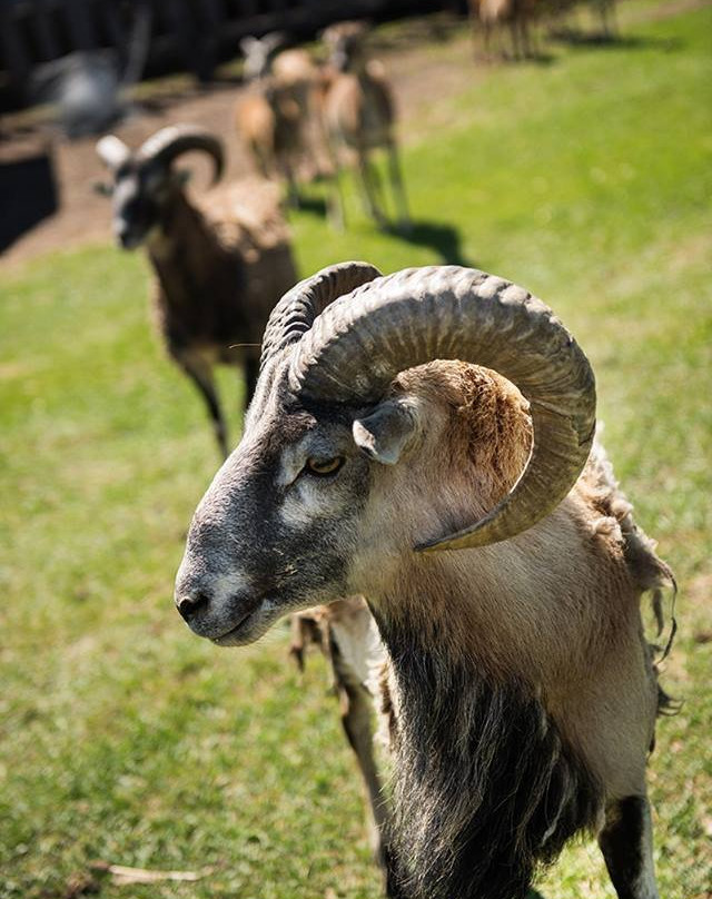 The Grazing Goose-Indian Head必去景点