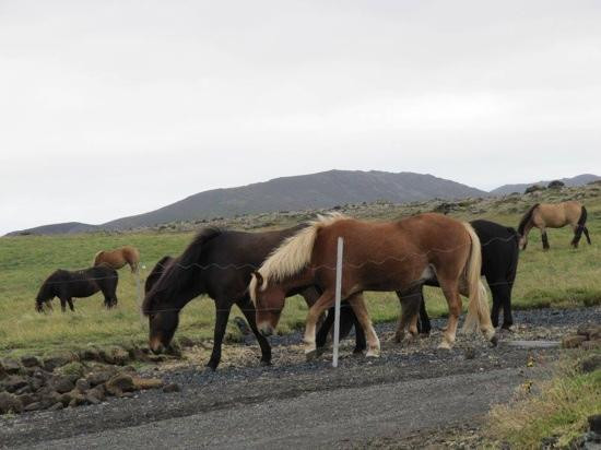 Arctic Horses-格林达维克必去景点