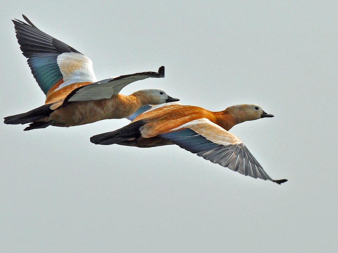 National Chambal Sanctuary NCS-阿格拉必去景点