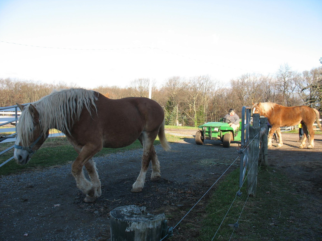 Flint Hill Farm AG-库珀斯堡必去景点