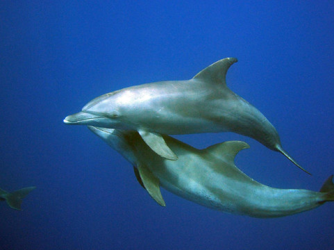 Delfinausflug Mit MO