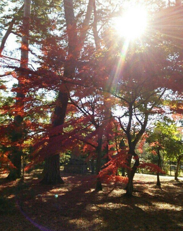 Sukagawa Peony Garden-须贺川市必去景点