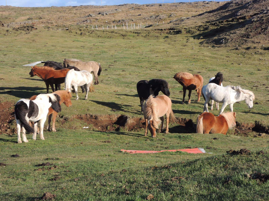 Iceland Horse Tours-Saudarkrokur必去景点