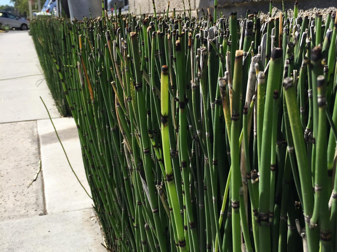 Cedros Design District-索拉纳海滩必去景点