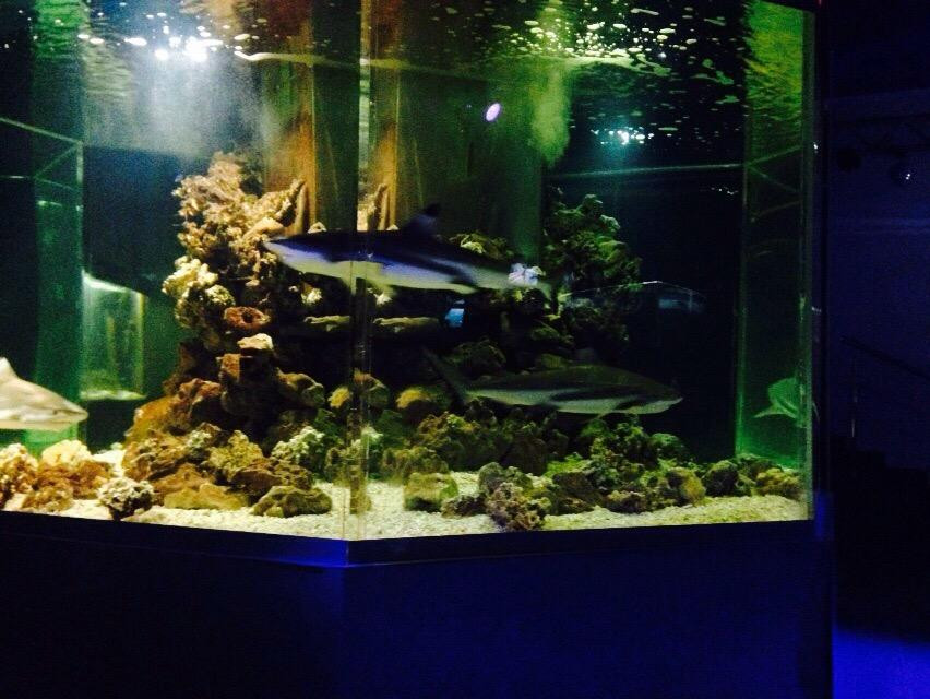 Khutor Krasnyy旅游景点-Anapskiy Okeanarium