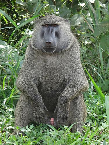 Gorilla Tour Booking Safaris-坎帕拉必去景点