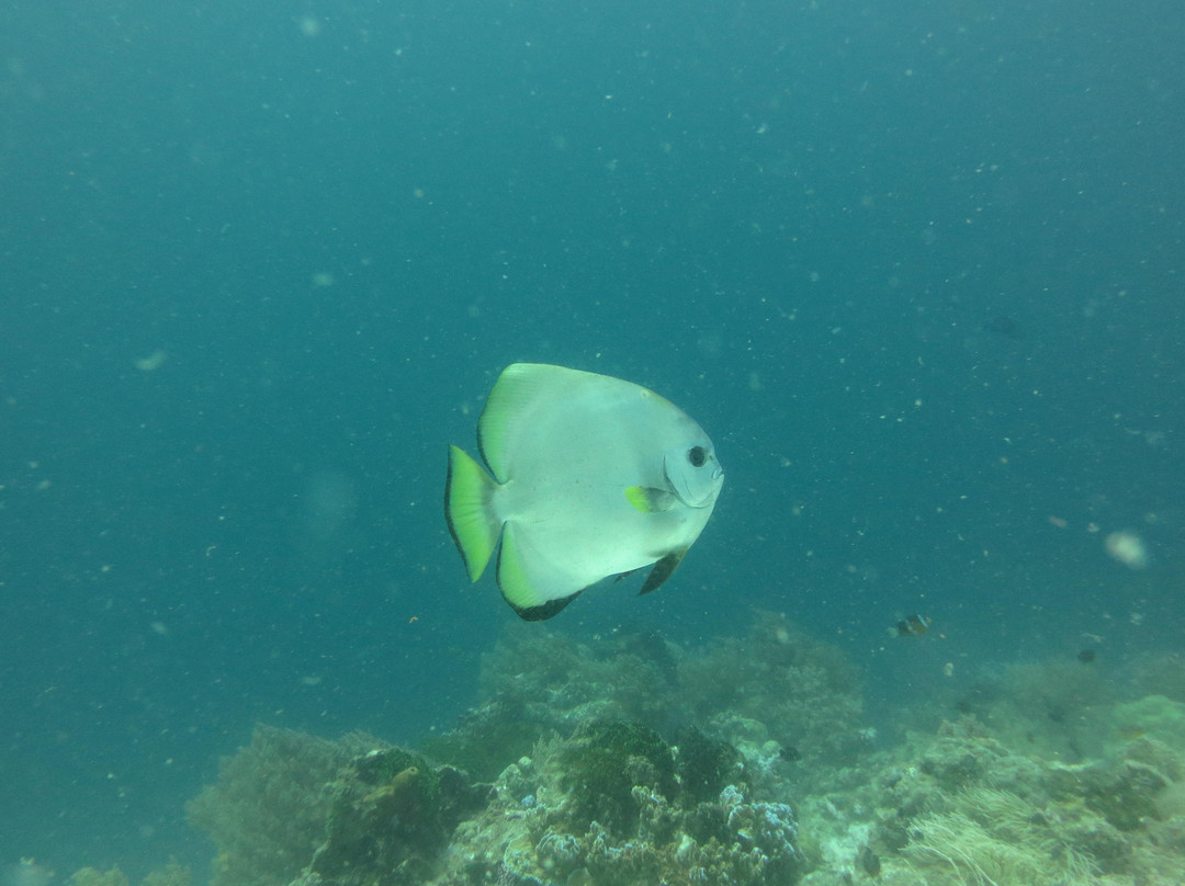 Barracuda Buceo Alona Dive-邦劳岛必去景点