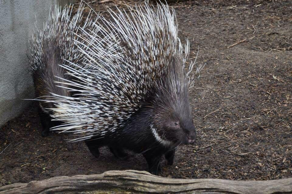 Thrigby Hall Wildlife Gardens景点图片