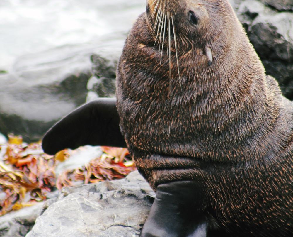 Seal Coast Safari景点图片
